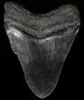 Large, Fossil Megalodon Tooth #56834-2